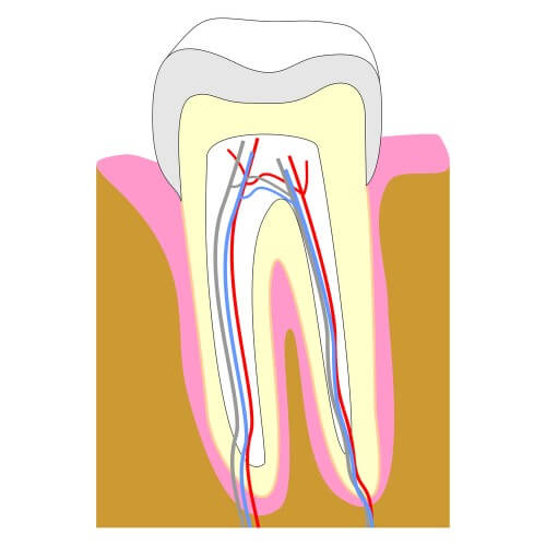 roots on a tooth for root canal